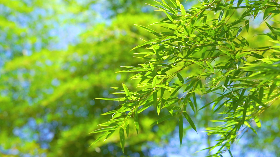 千库网_唯美夏日飘动的竹子竹叶_摄影图编号256175_副本.jpg