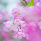 芙蓉·诗歌丨臧棣：开花的现场