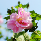生态文学丨贺有德：芙蓉帖