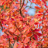 芙蓉·散文丨陈年喜：黄栌记