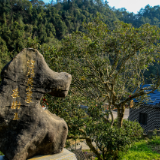 生态文学丨肖远湘：黄金河畔的茶香密码