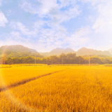 随笔丨彭勇辉：云白天蓝稻香