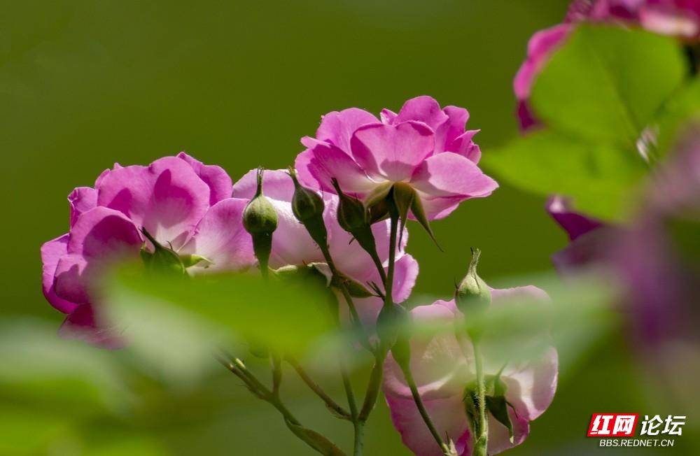 蔷薇花。吴非.jpg