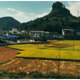 诗歌时刻丨陈善君：我徂东子山，与君话桑麻