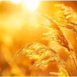 散文丨何柯可：湖南散文诗的一页断章