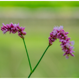 生态文学丨张映华：两河口的红蓼
