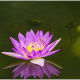 芙蓉·诗歌丨沙冒智化:和妈妈说说话