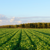 生态文学丨丁恩文：一畦鲜绿记乡愁