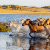 散文丨朱克俭：马年说马
