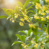 诗歌丨黄小常：诗歌里的植物
