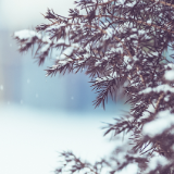 随笔丨洪樱：初雪的时候，你会想起谁