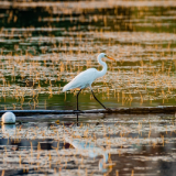 生态文学丨周太良：便引诗情到古湖