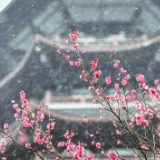 踏雪寻梅！长沙洋湖湿地“梅花隧道”美成诗画