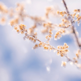 诗歌时刻丨喊月:山河主动明媚,簇拥我加入雪的寂静叙事