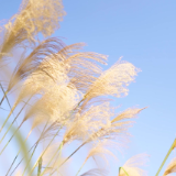 生态文学丨聂超群：芦花飞扬天地间