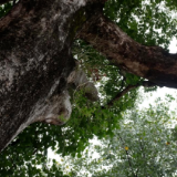 生态文学丨李素琼:渡船入荆坪