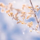 芙蓉·小说丨周瑄璞：没有次梅的日子