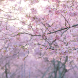 诗歌丨蒋海文：从春天出发