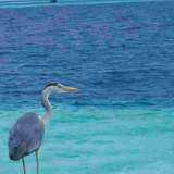 散文丨陈双娥：心还在马尔代夫