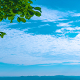 艺评丨赵涛：如椿之茂——姚茂椿印象