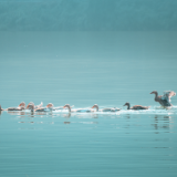 生态文学丨黄亮斌：湖上往事