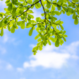 芙蓉·小说丨付秀莹：好光景