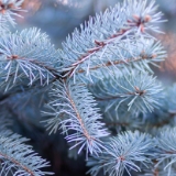 生态文学丨余小聪：“王者”银杉