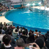 春节趣湖南丨海底舞龙、八骏寻宝 长沙海底世界邀你开启团圆奇旅