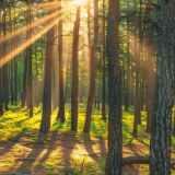 生态文学丨李利拉:每一棵树都有自己的活法