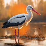 散文丨凡德元:藕塘边观鹤