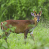 生态文学丨刘向阳：亲爱的麂子