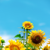 艺评丨刘益兴：为灼热的生活赋形