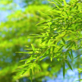 墨韵清风写竹魂，丹心执教传雅艺——湖南画家徐英格的艺术境界与美育担当