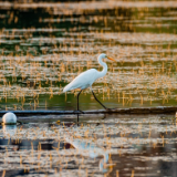 生态文学丨李青松：那些美的瞬间