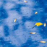 芙蓉·诗歌丨魏斌：我渴望沉默，却又在把我的心向你诉说