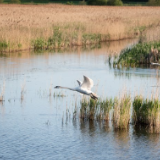 芙蓉·诗歌丨罗鹿鸣：将人世一窥究竟，然后化作一只鸟遁入深林