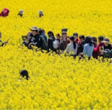 诗歌丨三都河：油菜花儿开