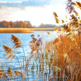 散文丨朱克俭：消失的芦苇