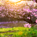 授权发布丨中国女诗人诗选（甘肃篇）：听桃花一瓣一瓣/落入废弃的陶罐