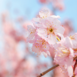 刘国瑛:二十四节气丛谈•春分