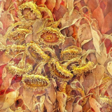 艺评丨肖康:金葵映心,向阳致远