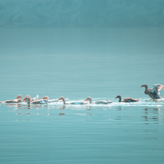 生态文学丨田万里：告白赛里木湖