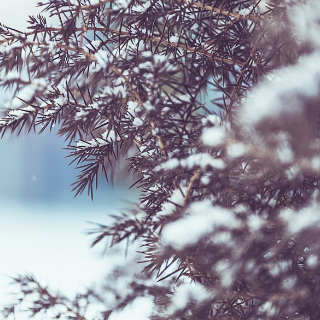 芙蓉·诗歌丨赵春秀:你见过大雪封山吗