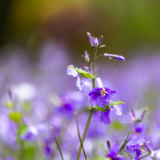诗词丨陈龙江：一枝娇艳凝香露，蝶恋花丛自在飞