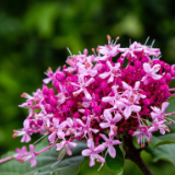 散文丨谢晓辉:臭牡丹