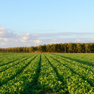 随笔丨张毅龙:春日闲记