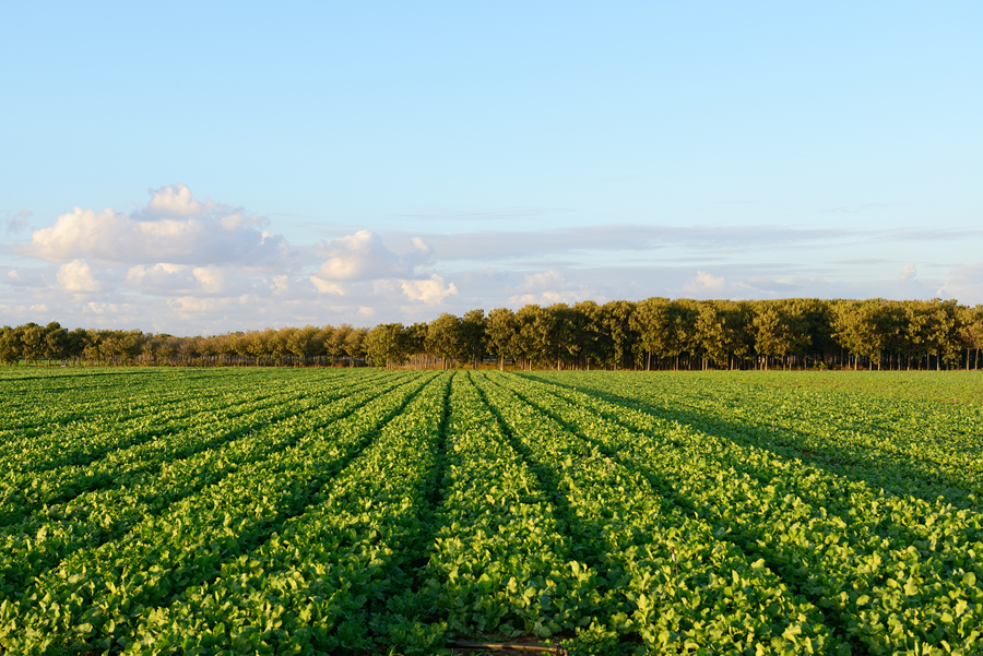 千库网_菜地_摄影图编号20263787_副本.jpg 千库网_菜地_摄影图编号20263787_副本.jpg