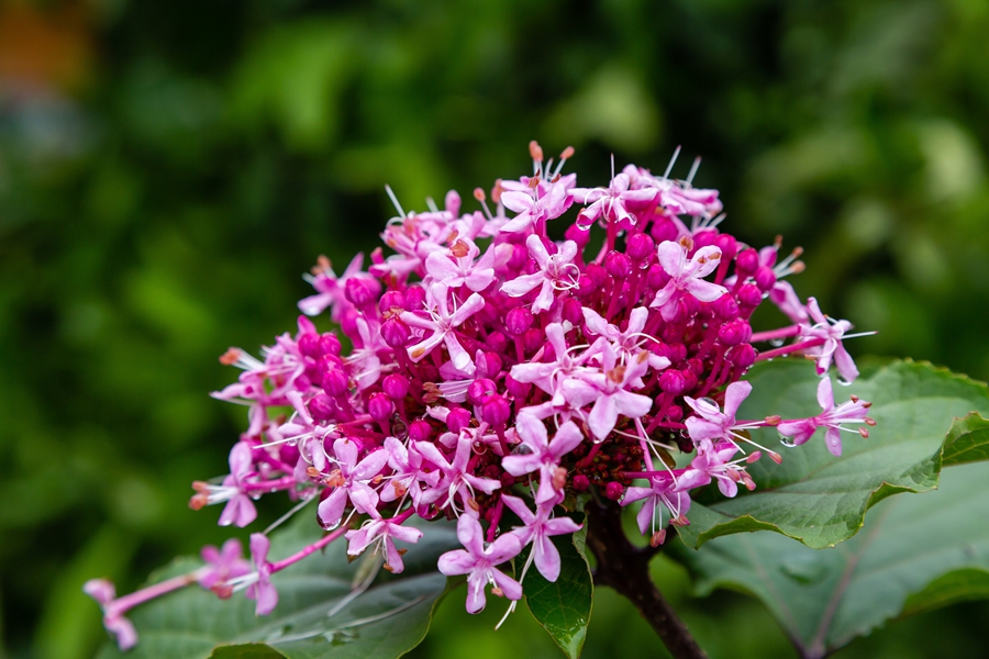 粉色花朵簇拥在绿叶间_副本.jpg 粉色花朵簇拥在绿叶间_副本.jpg