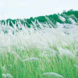 散文丨谢晓辉：人间四月，念你如初