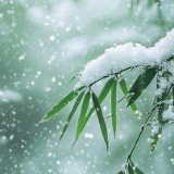 芙蓉·诗歌丨师师:一拨接一拨的纷杂,在半空淅淅沥沥后又风干